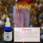 Banana 30 ml – Altiplano Andessence