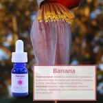 Banana – Altiplano Andessence