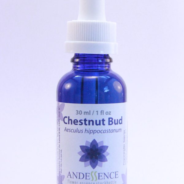 Chestnut Bud 30 ml Bach Classic Andessence