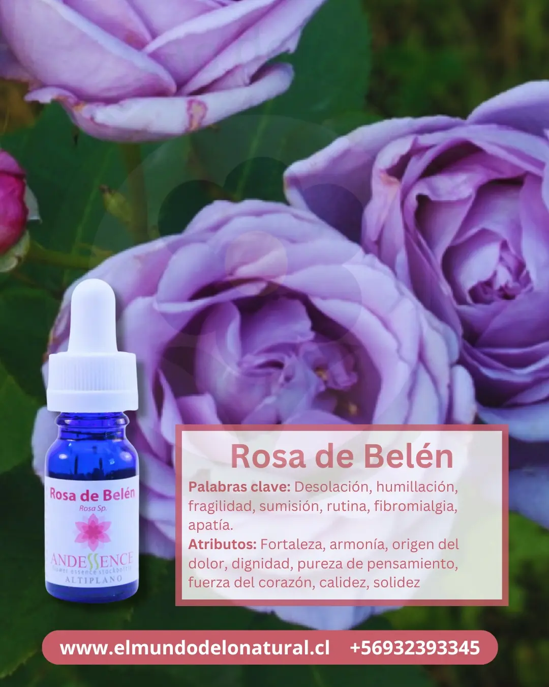 Rosa de belen 10ml Rosa de Belén – Altiplano Andessence - Imagen 1