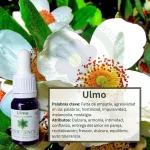 Ulmo  – Bosque Profundo Andessence