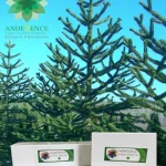 Set Bosque Profundo (34 Esencias Florales)