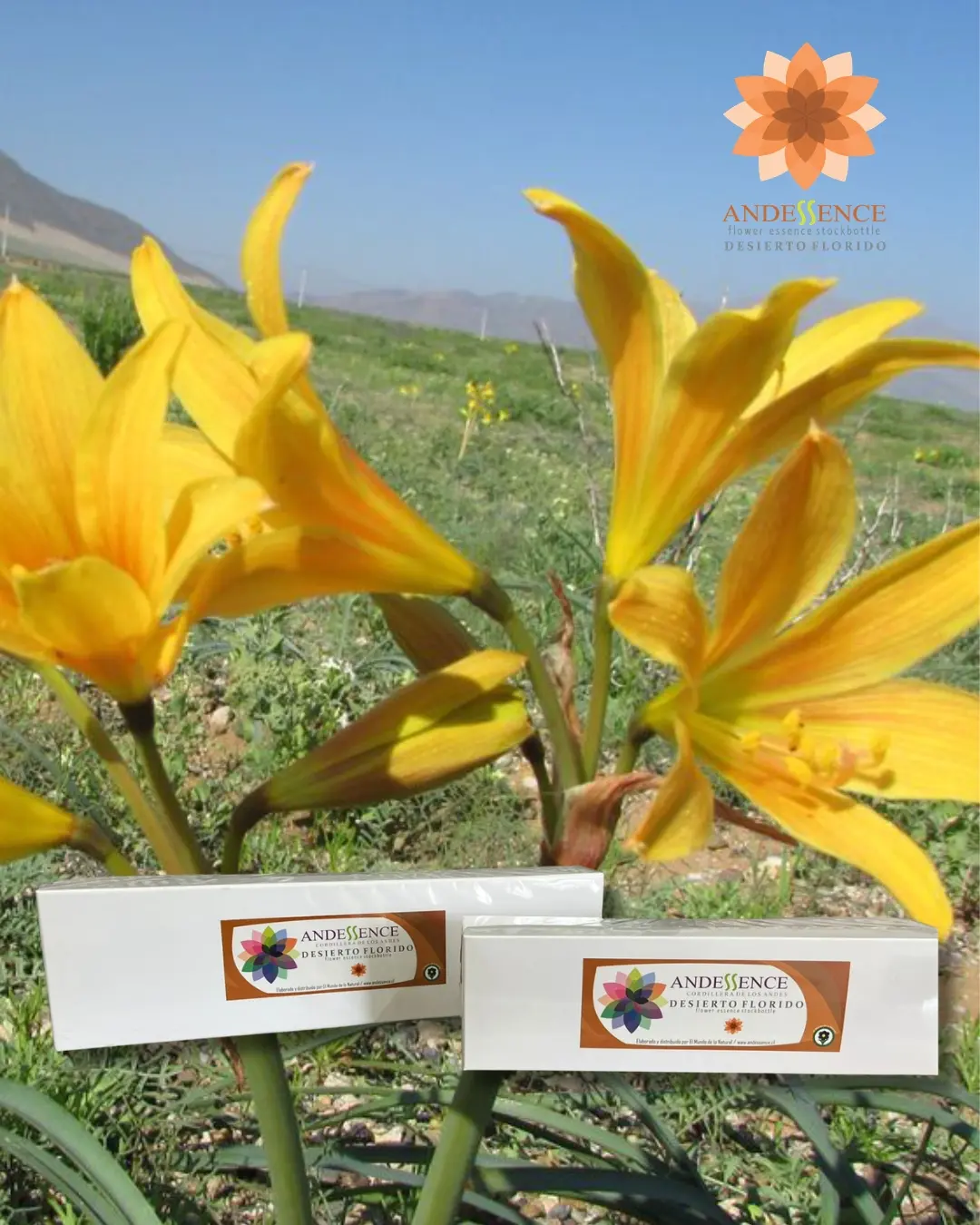 kit desierto florido Set Desierto Florido (21 Esencias Florales) - Imagen 1