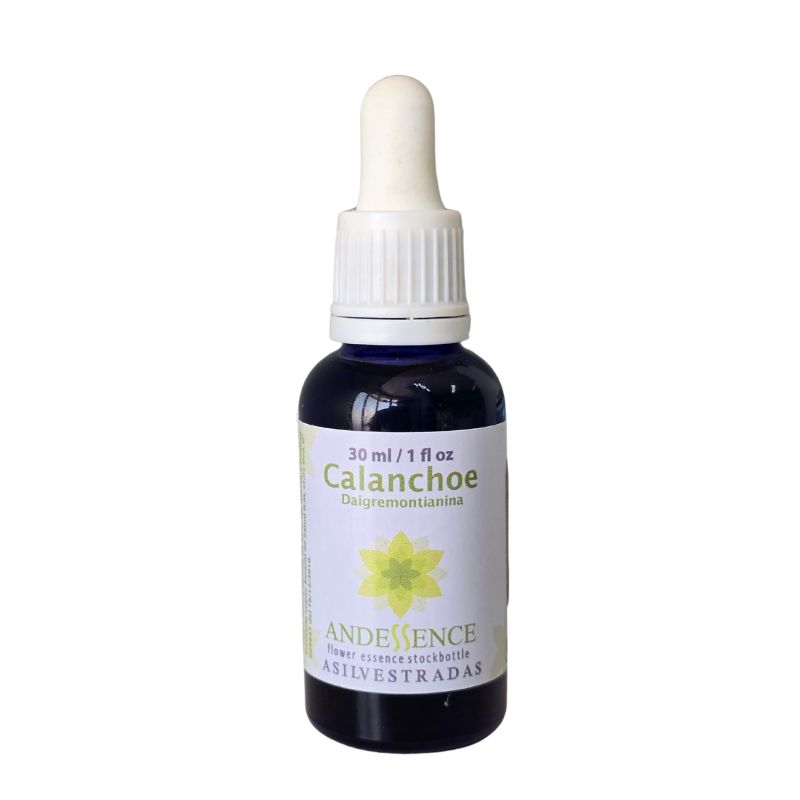 Kalanchoe 30ml