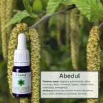 Abedul – Bosque Profundo Andessence