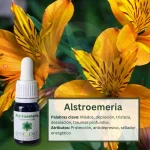 Alstroemeria – Bosque Profundo Andessence