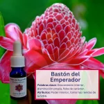 Bastón del Emperador  Centro del Mundo Andessence