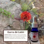 Garra de León – Desierto Florido Andessence