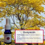 Guayacán – Centro del Mundo Andessence