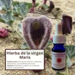 Hierba de la Virgen María – Desierto Florido Andessence