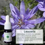 Leuceria – Bosque Profundo Andessence