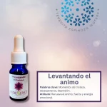 Levantando el Ánimo – Fórmulas Combinadas Andessence
