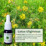 Lotus Uliginosus – Bosque Profundo Andessence