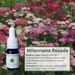 Milenrama Rosada – Bosque Profundo Andessence