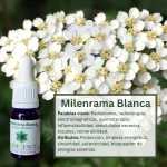 Milenrama Blanca – Bosque Profundo Andessence