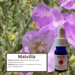 Malvilla – Desierto Florido Andessence