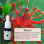 Notro – Bosque Profundo Andessence