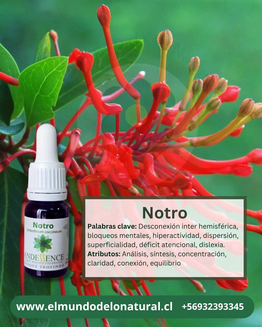 Notro 10ml Notro – Bosque Profundo Andessence - Imagen 1