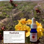 Radiata – Desierto Florido Andessence