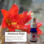 Añañuca Roja – Desierto Florido Andessence