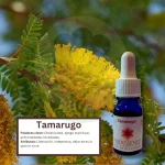 Tamarugo – Desierto Florido Andessence