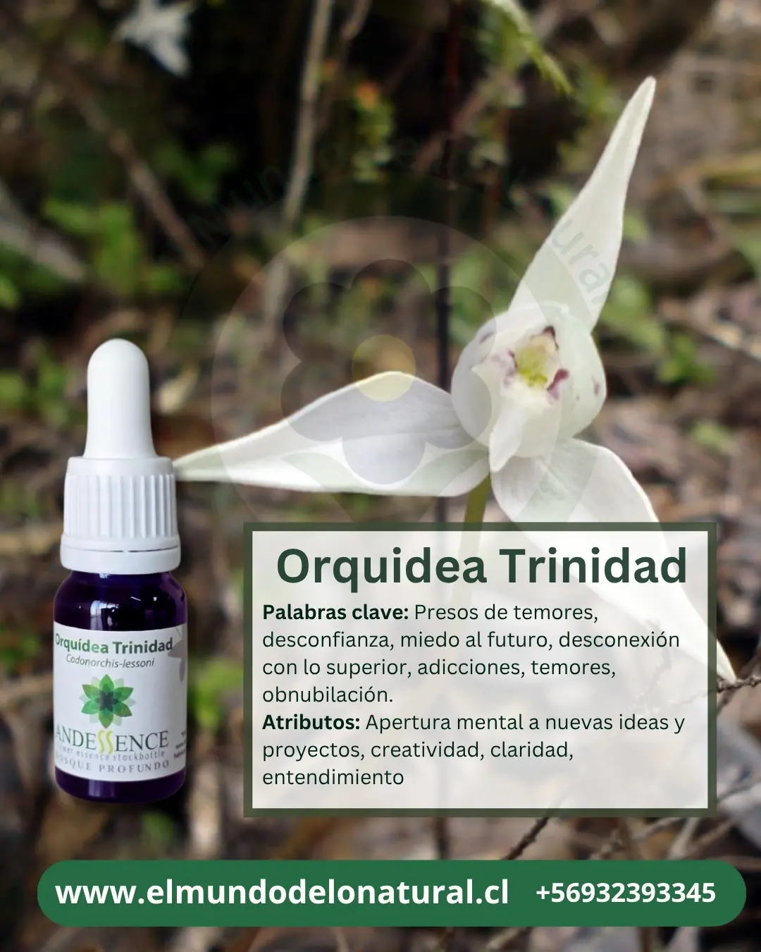 Trinidad 10ml Orquídea Trinidad – Bosque Profundo Andessence - Imagen 1