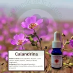 Calandrina – Desierto Florido Andessence
