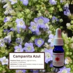 Campanita Azul – Desierto Florido Andessence