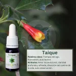 Taique – Bosque Profundo Andessence